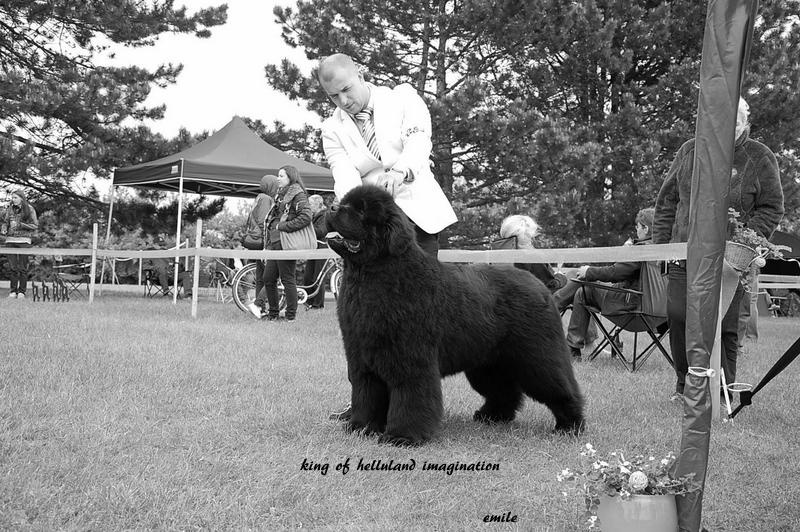 CH. king of helluland Imagination dit emile - 3 eme classe ouverte