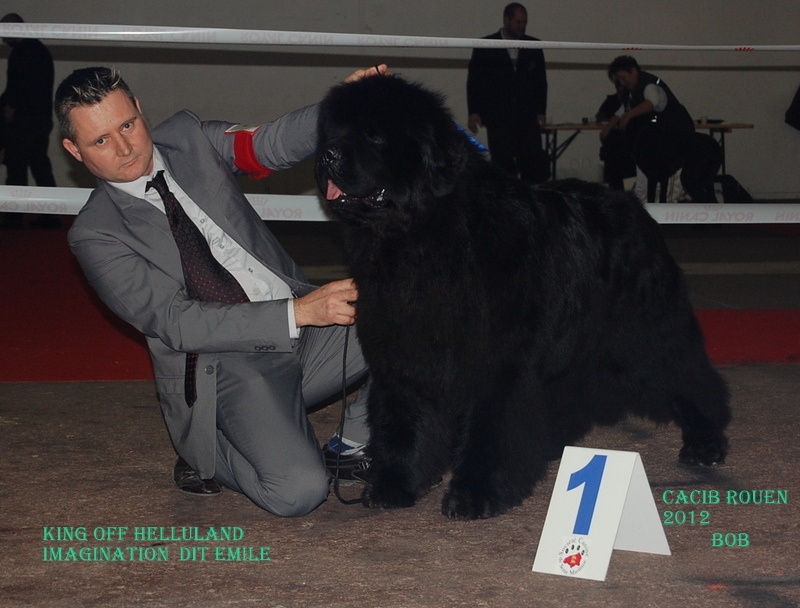 CH. king of helluland Imagination dit emile - CACIB BOB