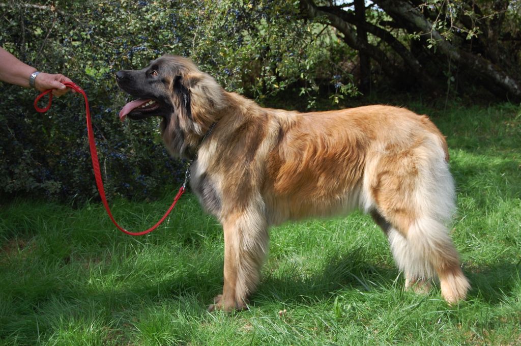 Publication : An nor digor Auteur : claire GEFFROY