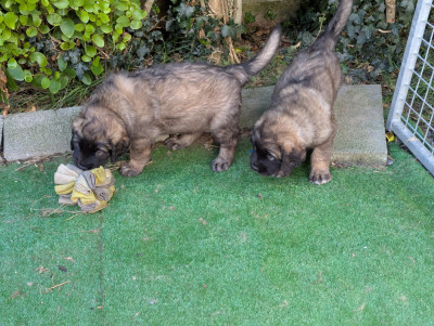 Les chiots de Leonberger