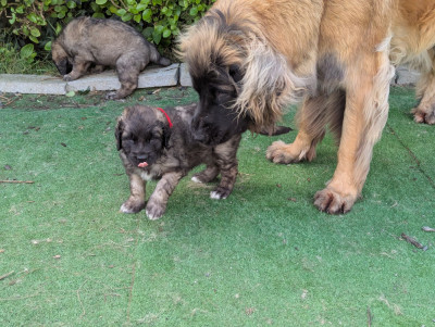 Les chiots de Leonberger