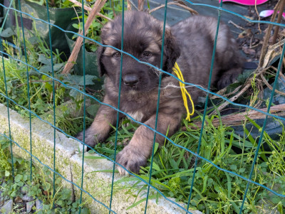Les chiots de Leonberger