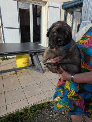 Les chiots de Leonberger