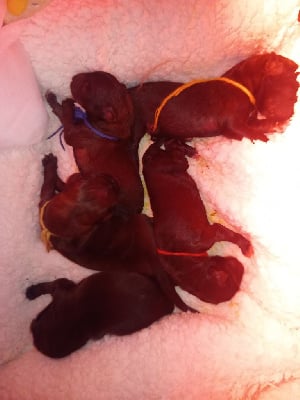 Les chiots de Leonberger