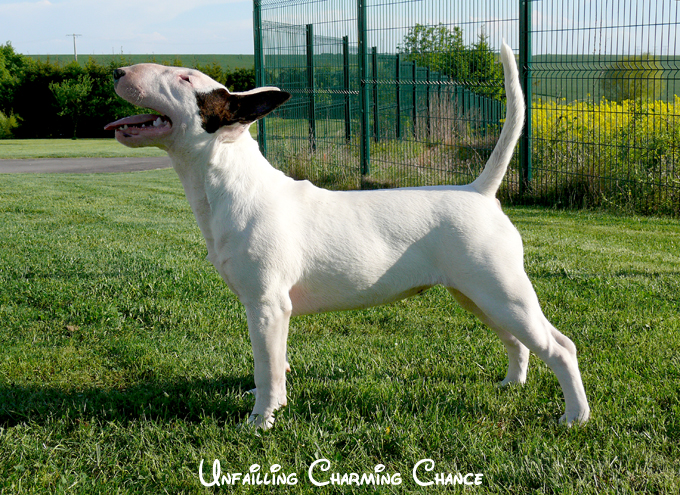 Publication : UNFAILLING Auteur : élodie segard