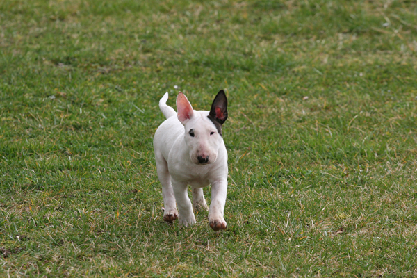 Publication : UNFAILLING Auteur : élodie segard