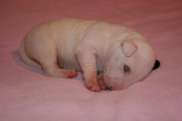 Publication : UNFAILLING Auteur : élodie segard