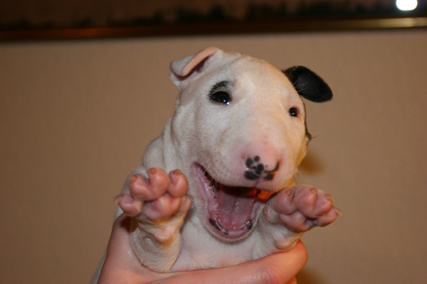 Publication : UNFAILLING Auteur : élodie segard