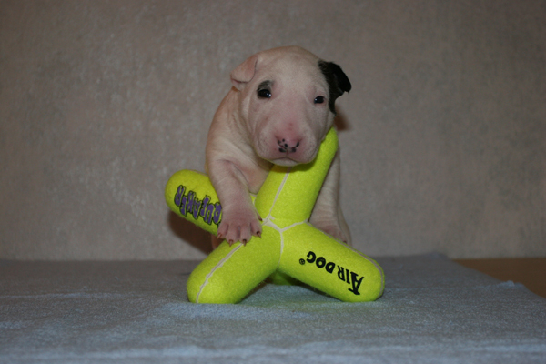 Publication : UNFAILLING Auteur : élodie segard