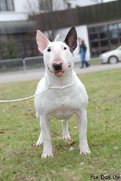 Publication : UNFAILLING Auteur : élodie segard