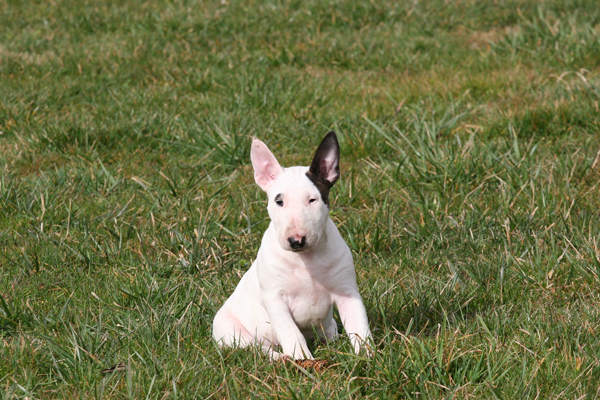 Publication : UNFAILLING Auteur : élodie segard