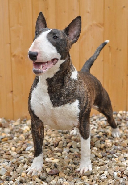 Publication : UNFAILLING