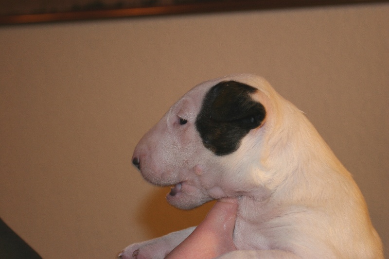 Publication : UNFAILLING Auteur : élodie segard