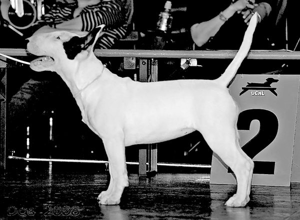 Publication : UNFAILLING Auteur : élodie segard