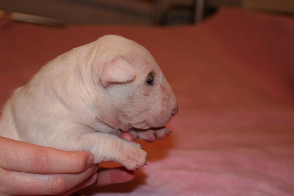 Publication : UNFAILLING Auteur : élodie segard