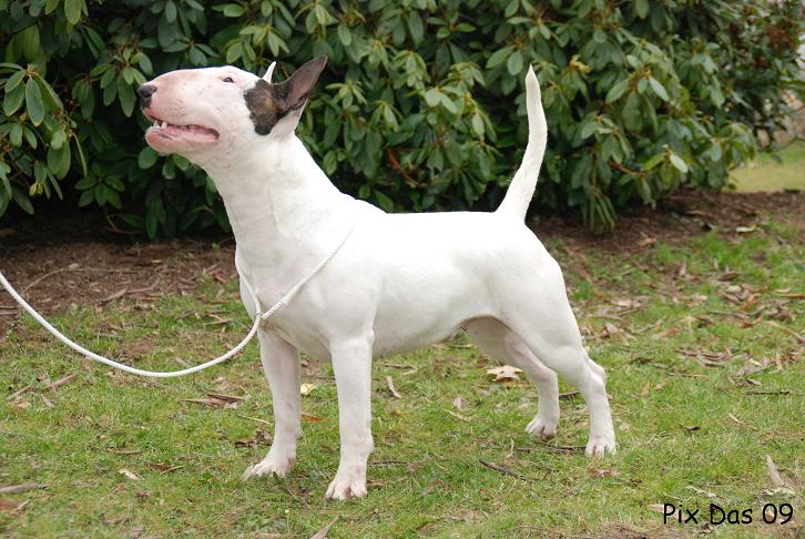 Publication : UNFAILLING Auteur : élodie segard