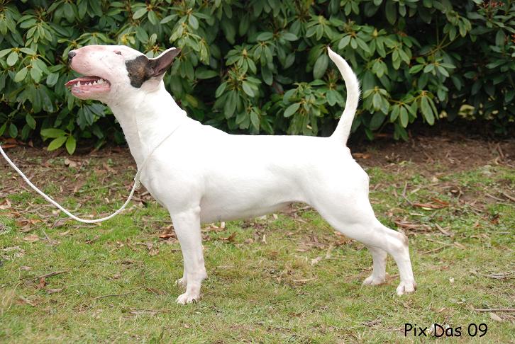 Publication : UNFAILLING Auteur : élodie segard