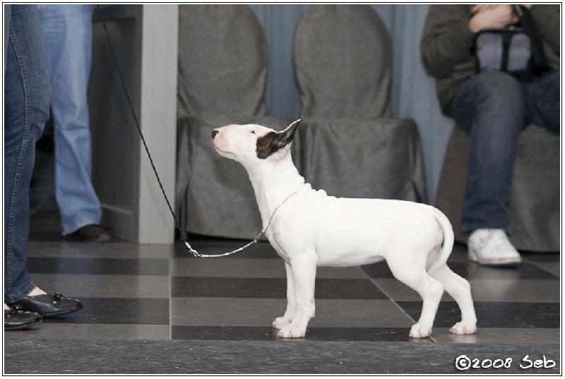 Publication : UNFAILLING Auteur : élodie segard