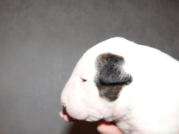 Publication : UNFAILLING Auteur : élodie segard