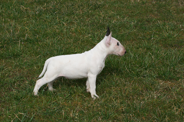 Publication : UNFAILLING Auteur : élodie segard