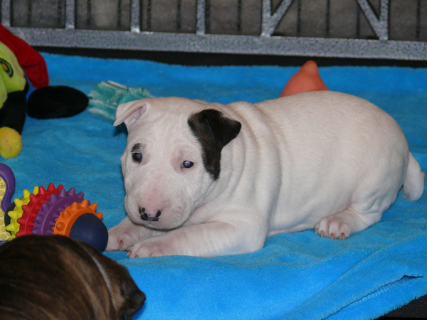 Publication : UNFAILLING Auteur : élodie segard