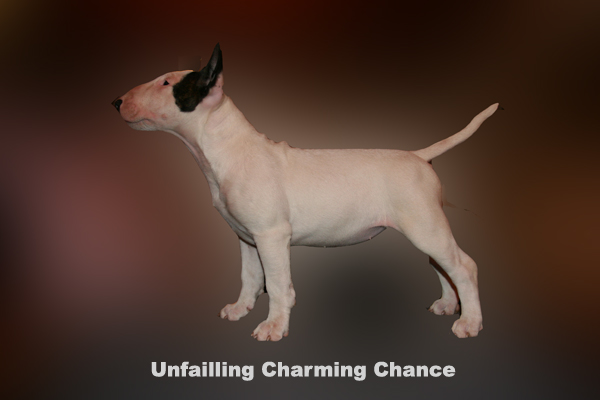 Publication : UNFAILLING Auteur : élodie segard