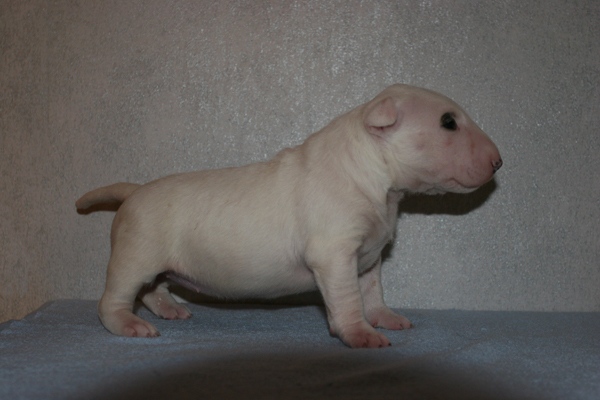 Publication : UNFAILLING Auteur : élodie segard