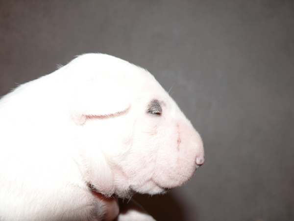 Publication : UNFAILLING Auteur : élodie segard