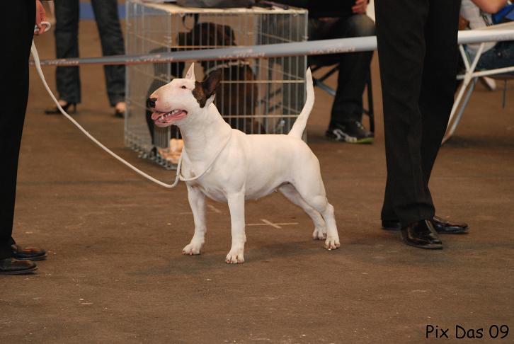 Publication : UNFAILLING Auteur : élodie segard