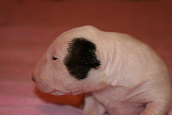 Publication : UNFAILLING Auteur : élodie segard