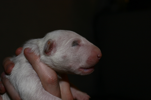 Publication : UNFAILLING Auteur : élodie segard