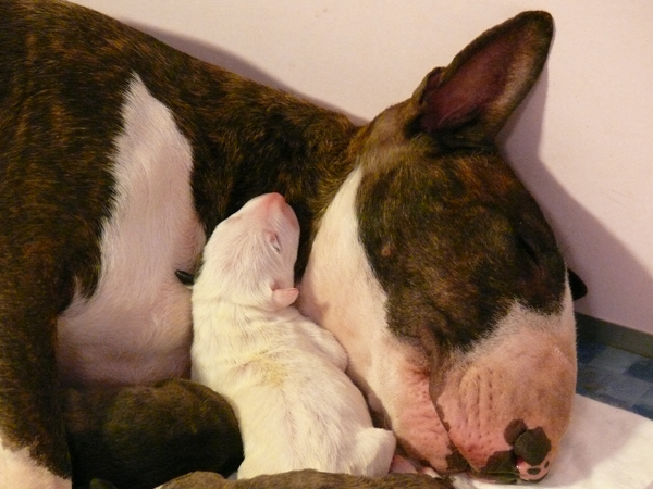 Publication : UNFAILLING Auteur : élodie segard