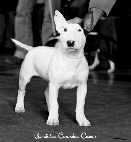 Publication : UNFAILLING Auteur : élodie segard