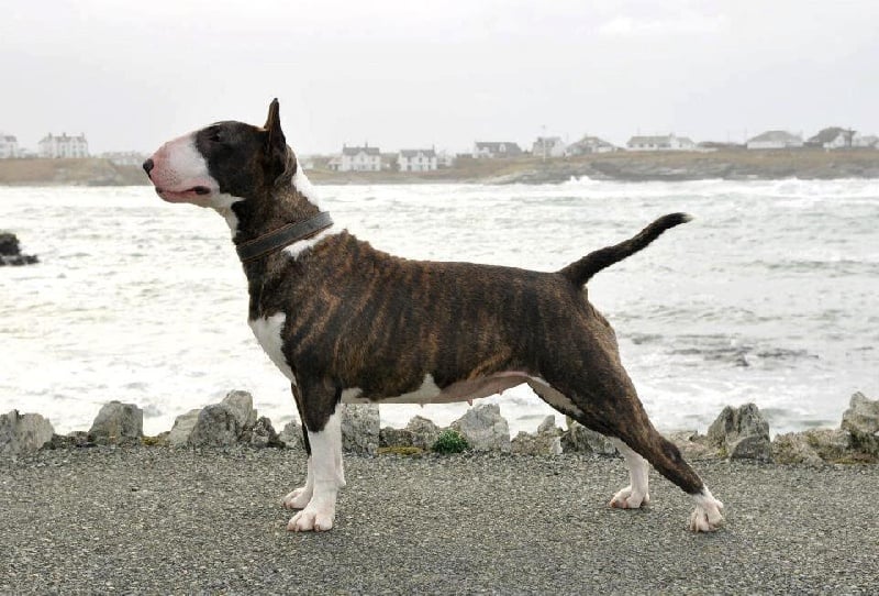 Publication : UNFAILLING