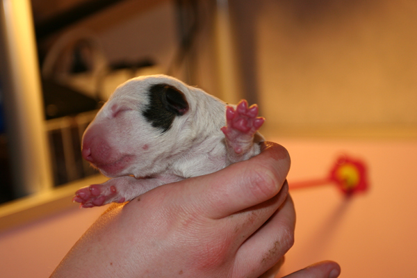 Publication : UNFAILLING Auteur : élodie segard