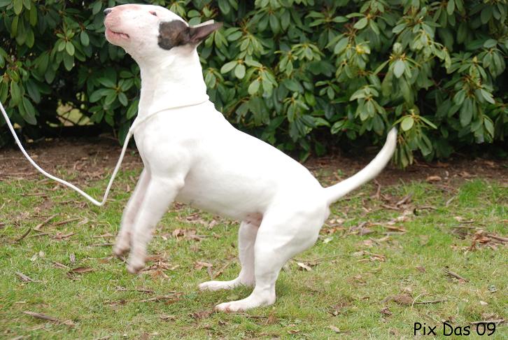 Publication : UNFAILLING Auteur : élodie segard