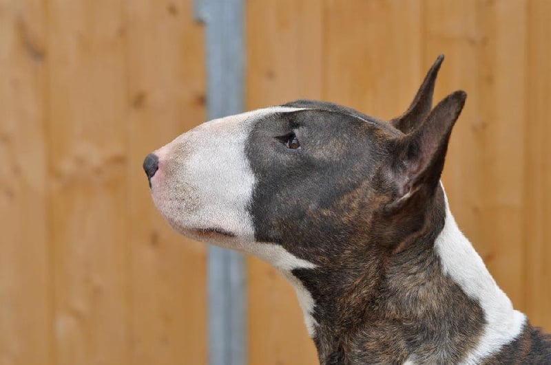 Publication : UNFAILLING