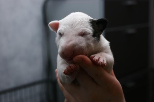 Publication : UNFAILLING Auteur : élodie segard