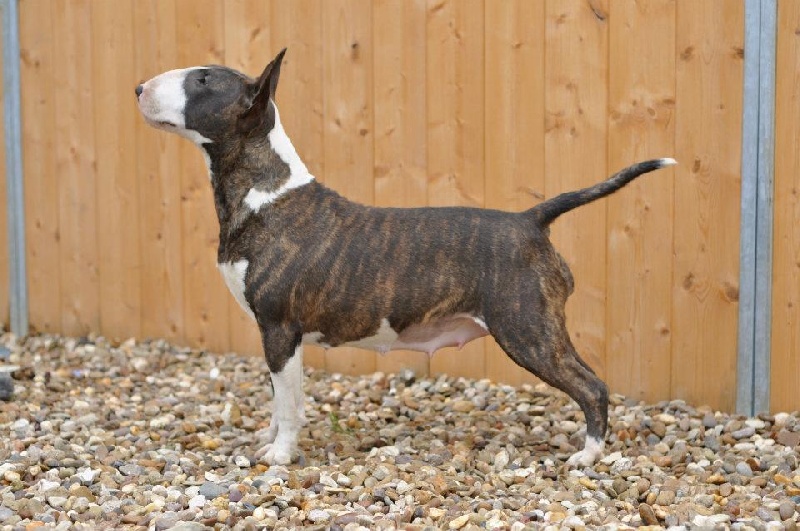 Publication : UNFAILLING