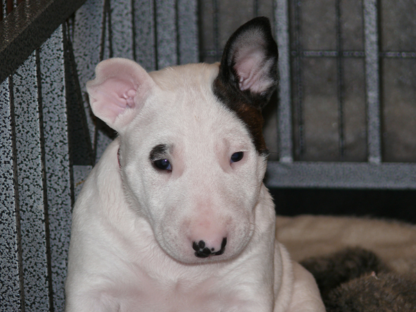 Publication : UNFAILLING Auteur : élodie segard