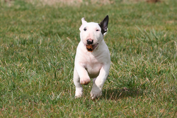 Publication : UNFAILLING Auteur : élodie segard