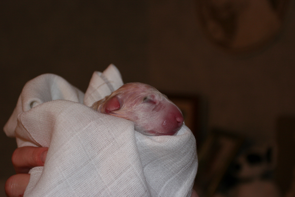 Publication : UNFAILLING Auteur : élodie segard