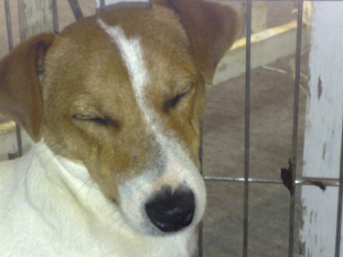 Publication : De la plaine des oliviers Auteur : Monique Gosselin