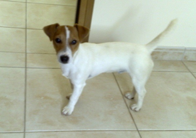 Publication : De la plaine des oliviers Auteur : Monique Gosselin