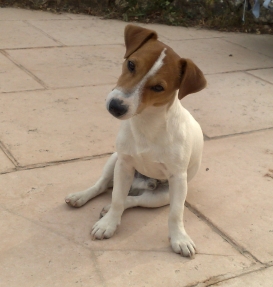 Publication : De la plaine des oliviers Auteur : Monique Gosselin