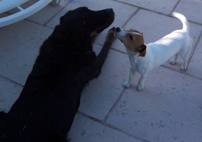 Publication : De la plaine des oliviers Auteur : Monique Gosselin