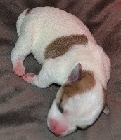 Jack Russell Terrier - De la plaine des oliviers