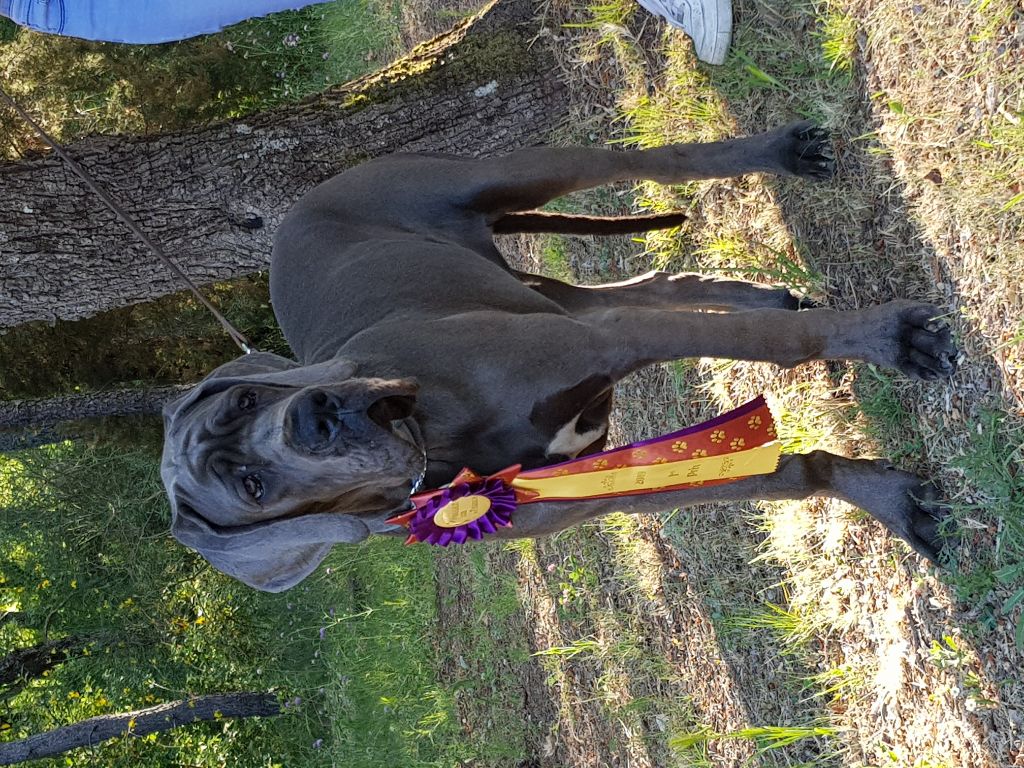 Opaline de la Benjamine - très prometteur ring d'honneur