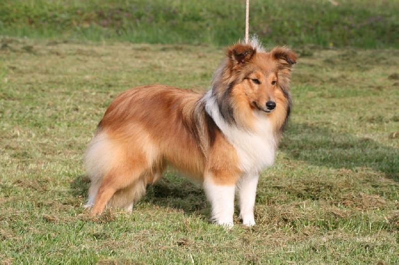 Publication : du Royaume d'Angélique