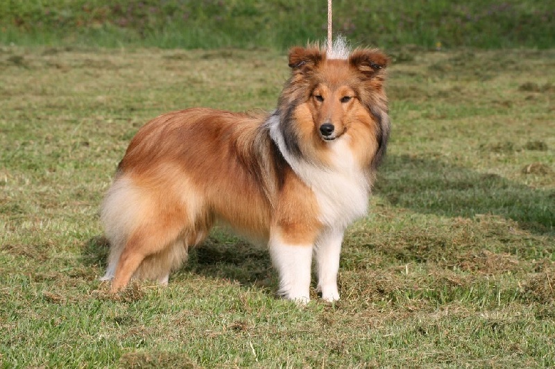 Publication : du Royaume d'Angélique